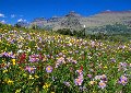 Photo of A Wildflower Summer in Glacier National Park