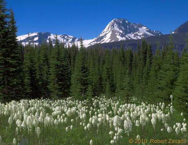 Photo of Beargrass and Mount Jackson in Glacier National Park