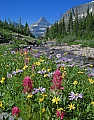 Photo of Indian Paintbrush and Friends in National Park