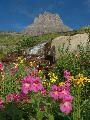 Photo of Monkeyflowers and Mount Clements in Glacier National Park