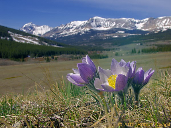 Photo of Glacier's Pasque Flower in Glacier National Park