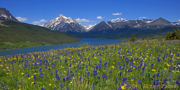 Two Medicine Wildflowers in Glacier National Park