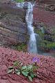 Photo of Waterfall and Wildflower in Glacier National Park
