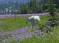 Photo of Mountain Goat and Wildfowers in Glacier National Park
