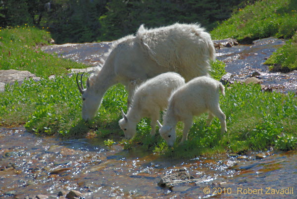 Photo of mountain goat family in Glacier National Park