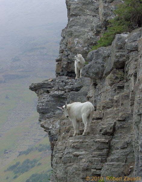 Photo of mountain goats climbing peak in Glacier National Park