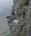 Photo of mountain goats climbing peaks in Glacier National Park