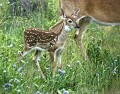 Photo of Whitetail Deer Fawn in Glacier National Park