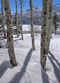 Photo of Winter Aspens in Glacier National Park