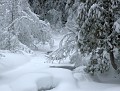 Photo of Winter on Fish Creek in Glacier National Park