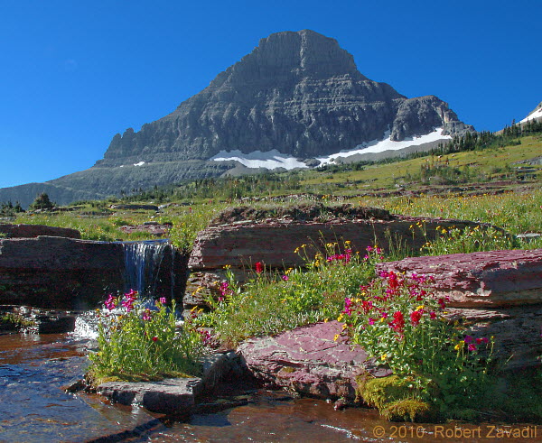 Photo of Alpine Garden in Glacier National Park