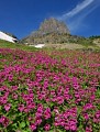 Photo of Field of Monkeyflowers in Glacier National Park